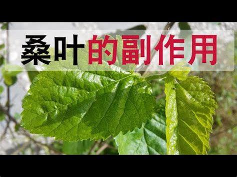 桑樹禁忌|【桑葚樹風水】屋前有枯樹 